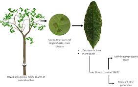 Image result for Hevea brasiliensis