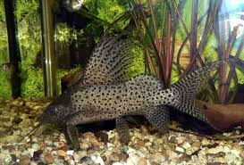 Their life on the reef consists of hunting and eating other small fish. 15 Bottom Feeder Fish For Your Aquarium Freshwater