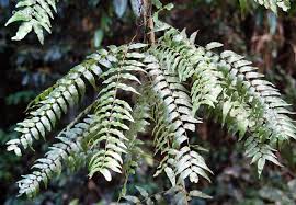 Image result for Eulophia tenella