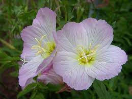 Pin On Flowers Primroses Oenothera Primula