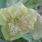 Image result for Asystasia guttata