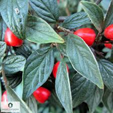 Image result for Cotoneaster franchetii