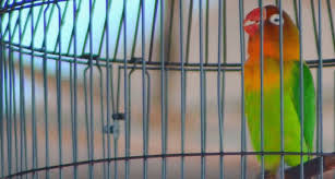 Penggacor burung,merangsang burung aktif bunyi & jeda rapat ,berstamina mencapai top performa di lapangan. Mengetahui Berbagai Perbedaan Lovebird Konslet Dan Fighter Burung