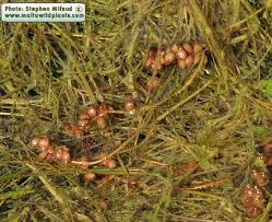 Image result for Stuckenia pectinata