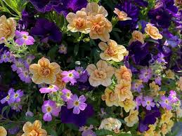 Image result for Jamesbrittenia