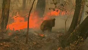 Desde hace semanas se escucha que los incendios de australia no han podido ser apagados. Australia En Alerta Maxima Por Los Incendios Forestales Que Estan Asolando El Pais