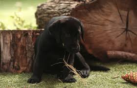 Most labs that come into lucky lab rescue are from municipal and county shelters in texas. Mesquite Animal Shelter Providing Puppy Videos When We Need Them Most If You Re Thinking Of Adopting