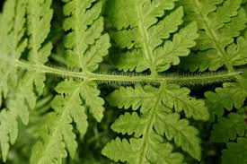 Image result for Lonchitis