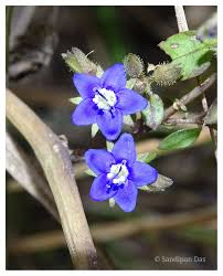 Image result for Fabaceae subfamily Caesalpinioideae