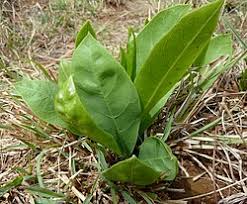 Image result for Dichapetalum edule