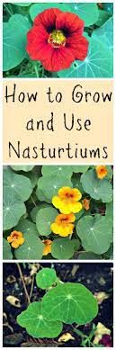 How To Grow And Use Nasturtiums Plants Medicinal Plants Edible Garden