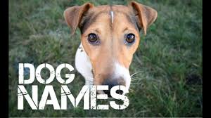 If your dog looks like she has a unibrow, frida (khalo) would be a funny dog name. Dog Names That Start With C 2020 For Funny Best Names List