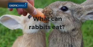 What Can Rabbits Eat Hay Vegetables Fruit And Water Advice Exoticdirect