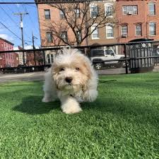 Make the commitment and change the life of a throw support adoption and rescue. D And G Pups 26 Photos 25 Reviews Pet Stores 276 22nd Ave Paterson Nj Phone Number Yelp