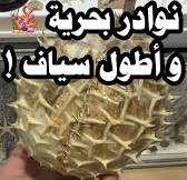 ‫• الجمال البحري ليس في كثرته، بل في نوادره•, في حساب جاسم المرزوقي  @uaesawshark ستجد النوادر‬‎