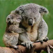 Koala On Instagram Have I Told You Lately That I Love You Lovable Koala Like Share With Your Friends If You L Cute Animals Cute Baby Animals Koala