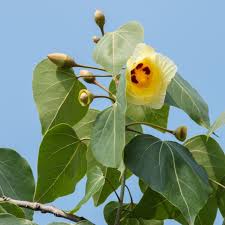 Image result for Thespesia populneoides