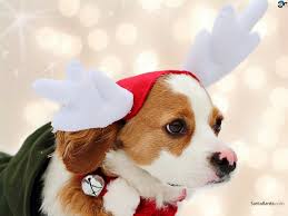 Dog I've used this influencer before and never had any issues whatsoever. santabanta