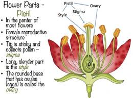The stigma is at the tip of the carpel. Reproductive Parts Of A Flower Worksheets Teaching Resources Tpt