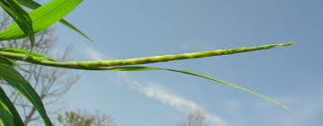 Image result for Rottboellia