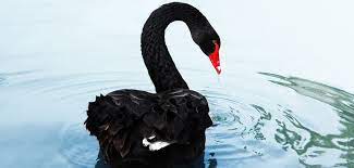 At the time, i had no musical skills whatsoever, just instinct and a after 15 years, i decided to end swans, as the name had become a burden and the associations no. Unicorns And Black Swans Venionaire Capital