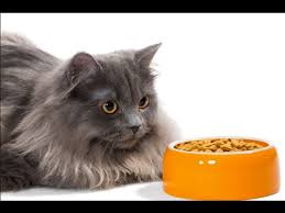 Their long coated fur and silky, colorful eyes will make your heart race as their beauty is identifying a great cat food involves reading labels, learning about the brand behind the food, and understanding the different types of cat food. Best Cat Food For Persian Cats Youtube
