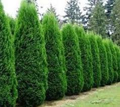 The burlap helps to protect the trees during the cold months. Grows 1 Foot Per Year Grows Faster In Full Sun Wrap In Burlap Around Halloween For Prote Emerald Green Arborvitae Privacy Plants Evergreen Trees For Privacy