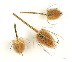 Image result for Dipsacus pinnatifidus
