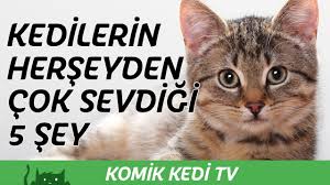 Kedilerin Her Seyden Cok Sevdigi 5 Sey Komik Kediler Youtube