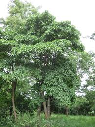 Image result for Hymenodictyon parvifolium