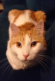 Shaft will always be my cat...👊🏿 Miss my big bruh crazy ass too...👊🏿