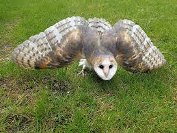 What does catnip do to cats? This Bird Of Prey Tries To Intimidate A Defenseless Family Cat By Showing How Big It Is Bored Panda