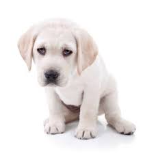 How to help your dog with constipation. Puppy Constipation Causes Remedies And Prevention