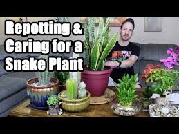 Planting my snake plant cutting in diy succulent soil. Repotting Caring For A Snake Plant Sansevieria Trifasciata Youtube