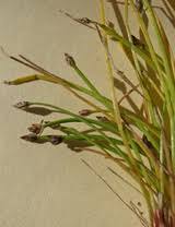 Image result for Eleocharis minuta