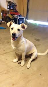 We have seen some lab jack russell mix dogs are the same size as labrador retrievers though the jack russell terrier is small. Akc Jackador Labrador X Jack Russell Terrier Jack Russell Terrier Jack Russell Puppies