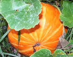 كيفية حماية اليقطين من الآفات والأمراض الحديقة