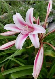 Image result for Crinum harmsii