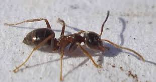 Ameisen Vertreiben Ohne Gift 10 Naturliche Hausmittel Fur Die Wohnung Ameisen Vertreiben Ameisen Ameisen Im Haus