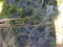 Image result for Heteropogon contortus