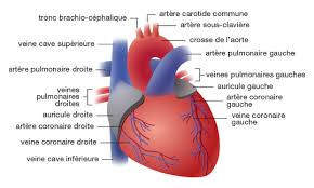 Les veines pulmonaires pour l'oreillette gauche, les. Anatomie Et Physiologie Centre De Transplantation D Organes Chuv
