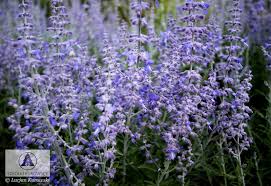 Image result for Perovskia atriplicifolia lacey blue photo