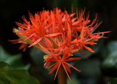 Image result for Scadoxus cinnabarinus