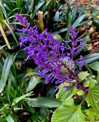 Image result for Plectranthus elegans