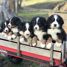 The other parent breed in the mix could result in a lower or higher activity level. Bernese Mountain Dog Puppy Dog Ideas
