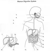 Human Digestive System Diagram Quizlet