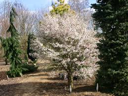 Buy tree & bush forms from specialist nursery with 97% review score & nationwide delivery. Prunus Incisa Kojou No Mai Garden Plants Plants Prunus