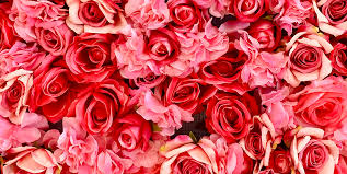 The number of red roses has special romantic meanings associated with them. 21 Special Rose Color Meanings Rose Flower Meanings For Valentine S Day