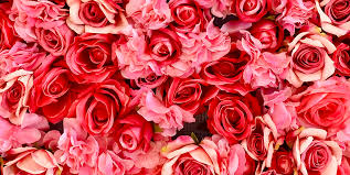 Explore red's modular camera system and groundbreaking image quality. 21 Special Rose Color Meanings Rose Flower Meanings For Valentine S Day