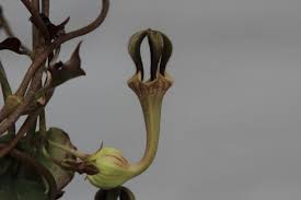 Image result for Ceropegia nilotica